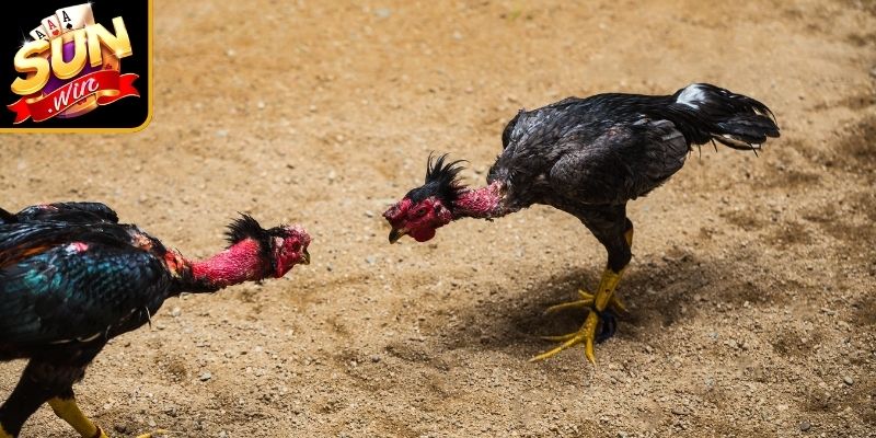 Luật Chơi Đá Gà Sunwin Cập Nhật Mới Nhất Cho Tân Thủ 1 Chi tiết luật chơi đá gà Sunwin cho người mới tham gia