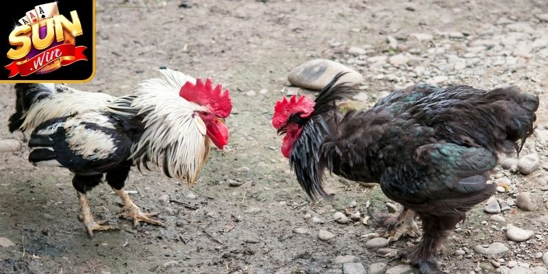 Luật Chơi Đá Gà Sunwin Cập Nhật Mới Nhất Cho Tân Thủ 3 Quy trình tham gia một ván cược đá gà cơ bản tại Sunwin